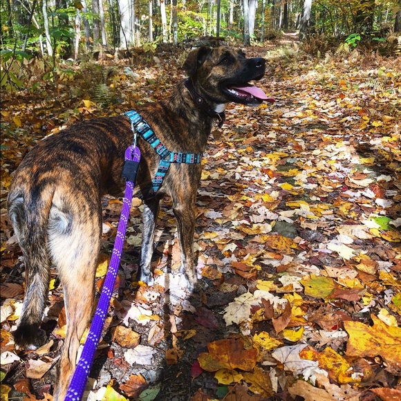 Meet your Posher, Allison - Picture 2 of 3